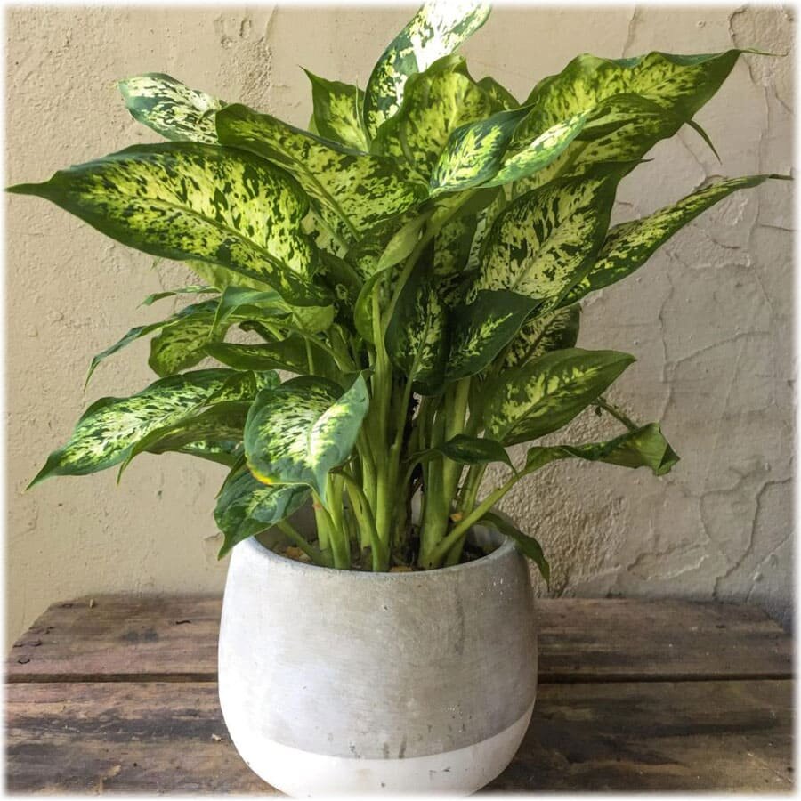 Фото диффенбахия.