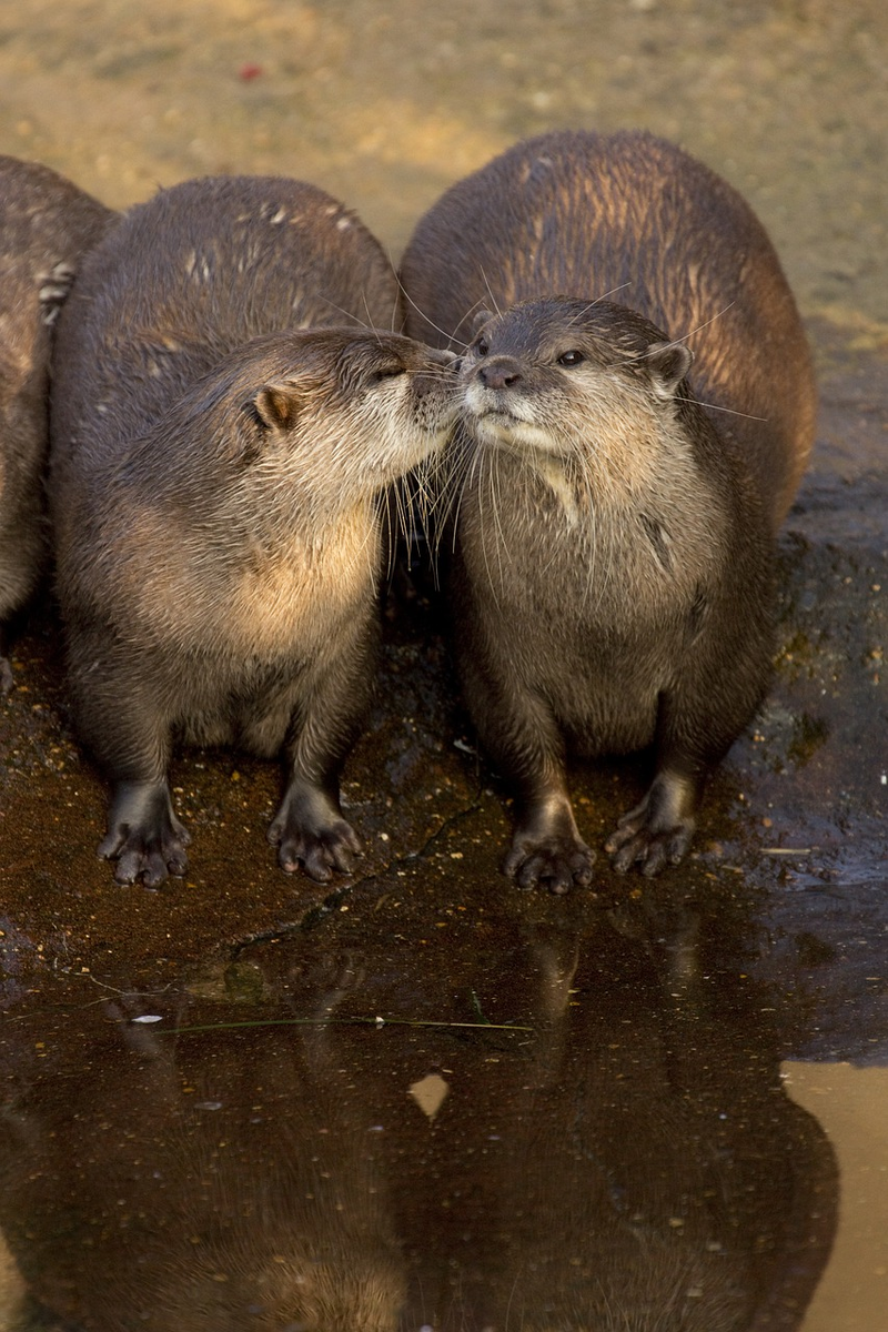 Морские выдры