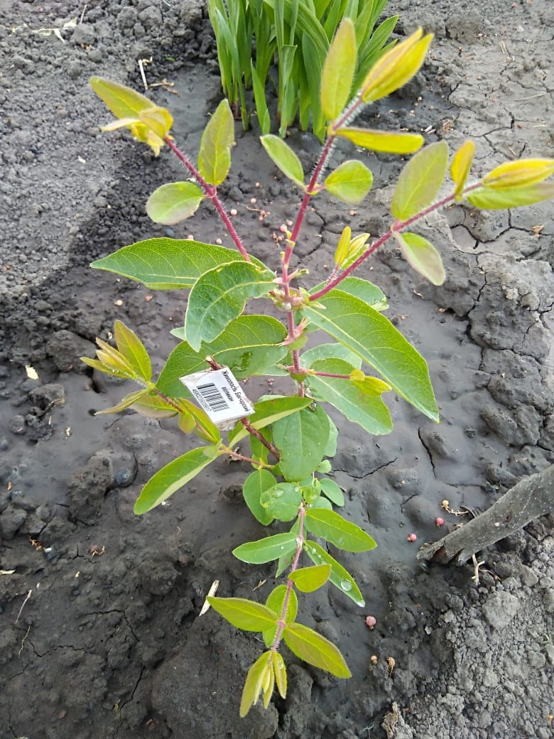 Жимолость Бакчарский великан
