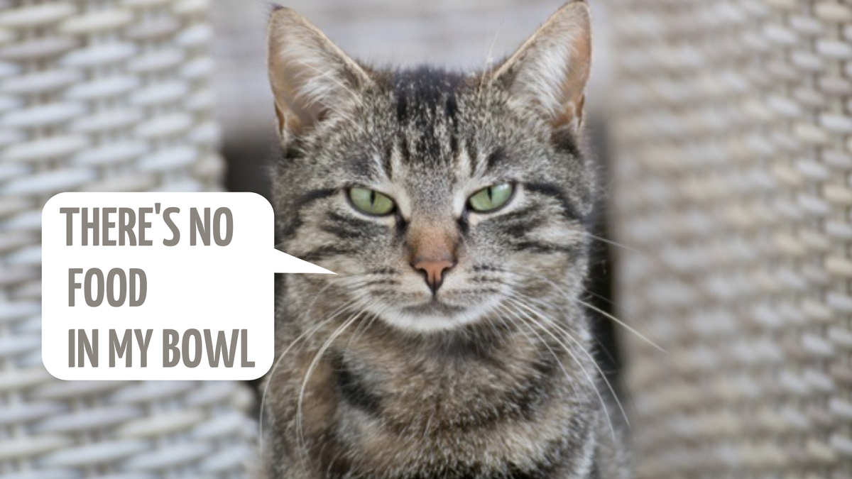 В моей миске нет еды.