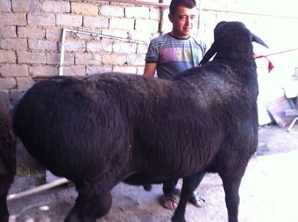 230-килограммового барана-гиганта занесли в книгу рекордов Казахстана
