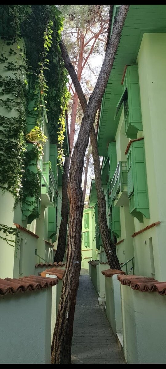 Зеленая улица