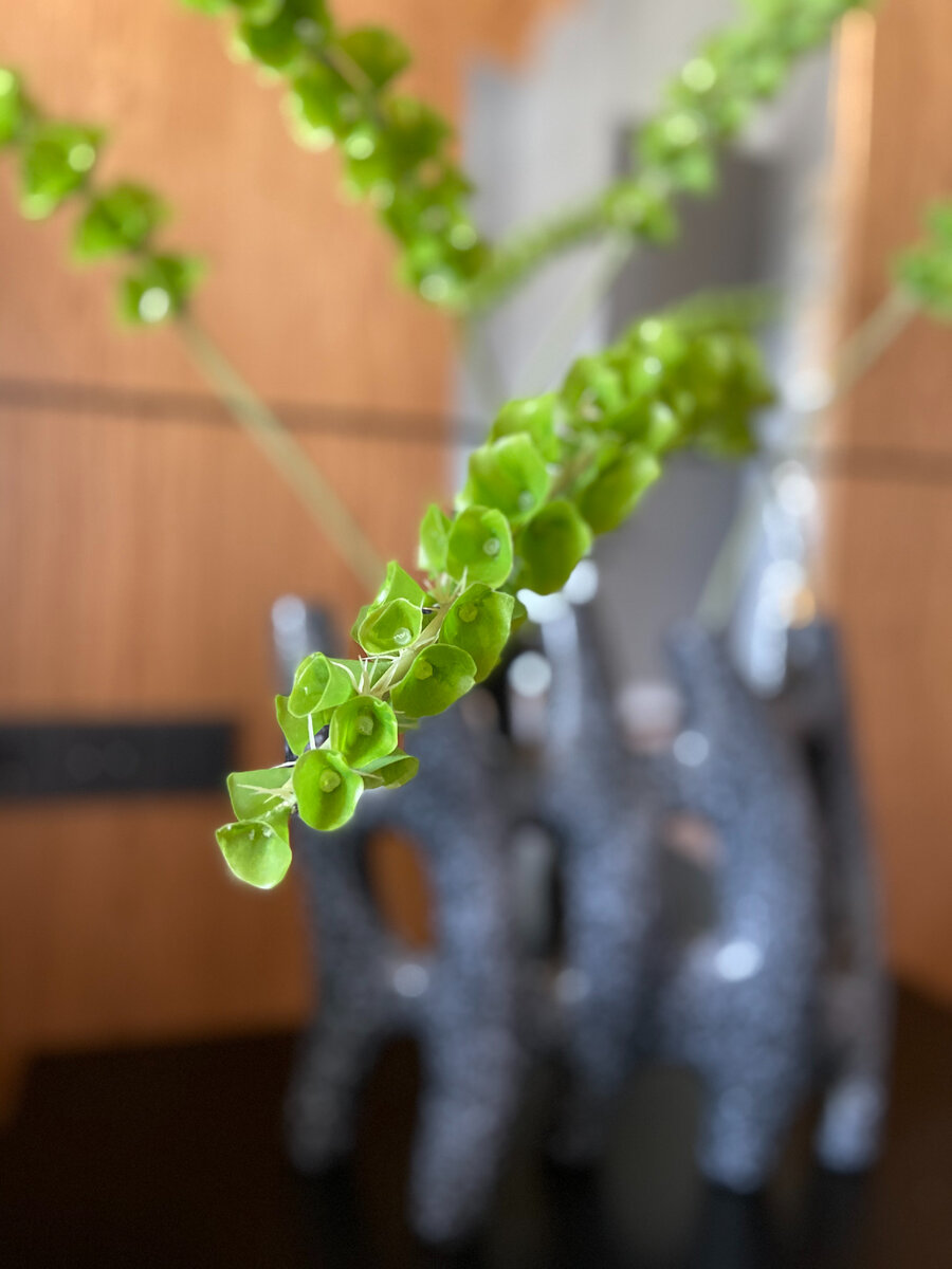 Искусственная ветвь молюцеллы от Treez