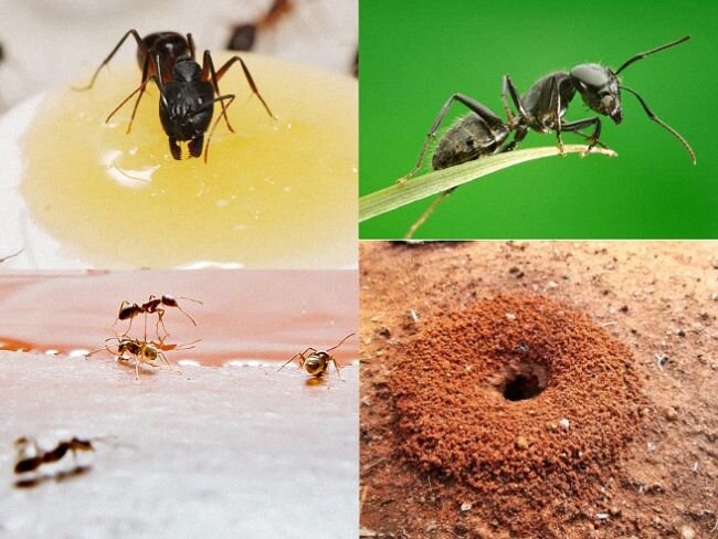Как избавиться от муравьев. ТОП-5 безотказных способов советуют опытные дачники