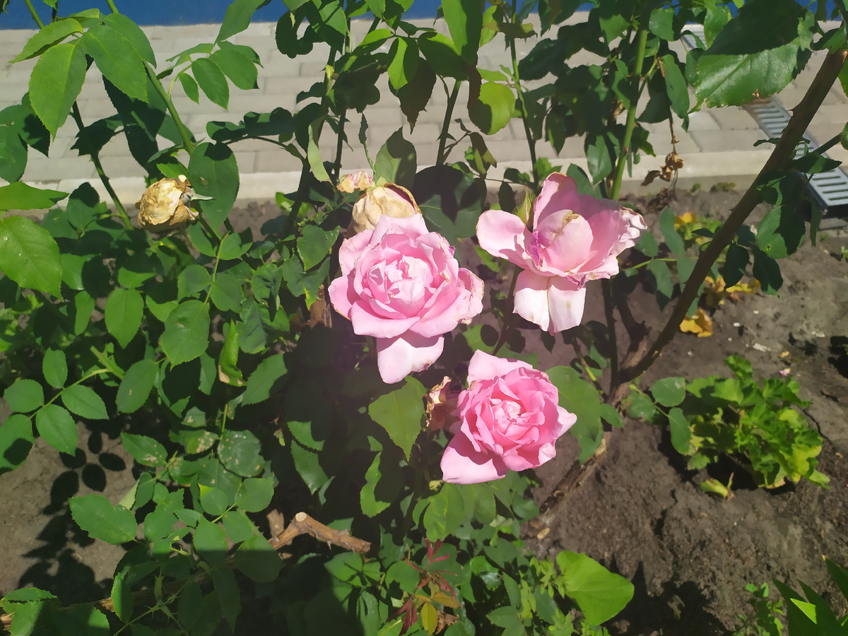 Красиво.Фото автора.