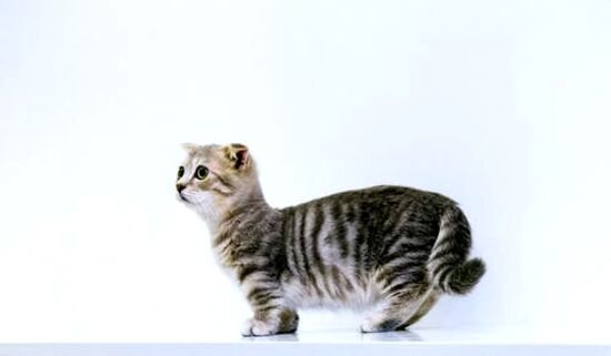 Короткие лапы совершенно не мешают им быть обычной кошкой и творить обычные кошкины радости