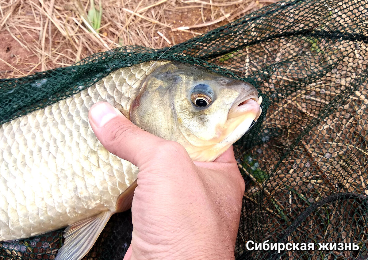 Карась клюнул на опарыша 