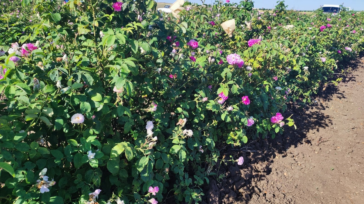 Цветки роз в тех самых изоляторах