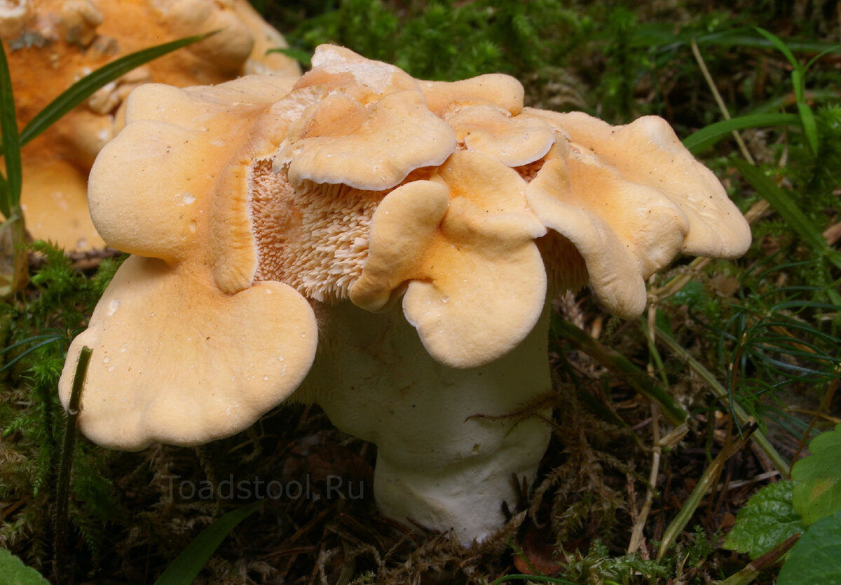 Грибы Ежовики (lat: Hericium, Hydnum). Все виды ежевиков с фото