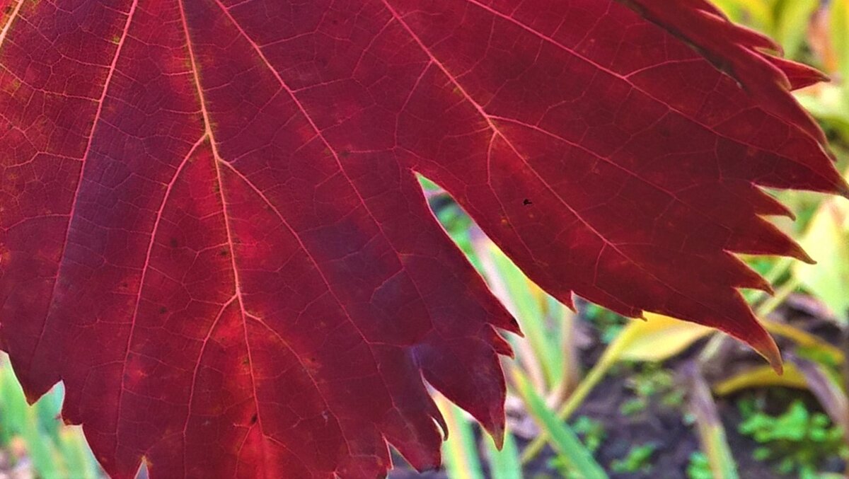 Лист осенний