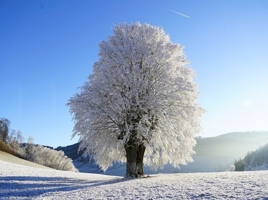     Фото: PIXABAY.COM