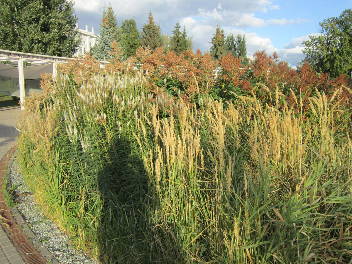 В парке с вейником соседствуют красивоцветущие вероникаструм виргинский и упомянутый выше горец изменчивый. На всё это великолепие брошена тень вашего обозревателя.