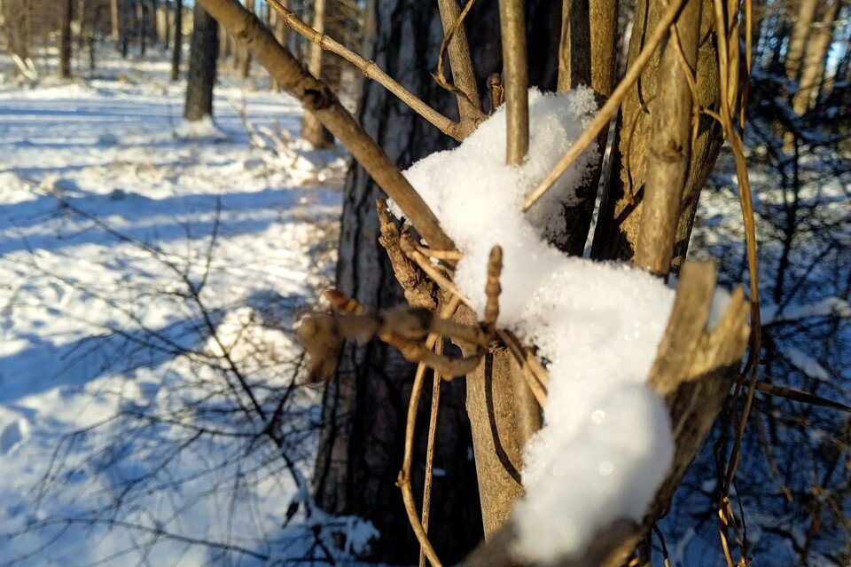     Ночью в Липецке до 8 градусов мороза Юлия КЛЮЕВА