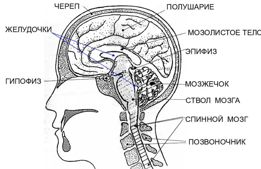 Опорно-двигательная система - Биология - Экзамены, ЕГЭ, ОГЭ - 11 класс