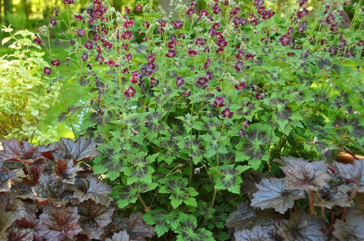 Герань Самобор отличается яркими цветами и необычными листьями (источник фото: https://vsesorta.ru)