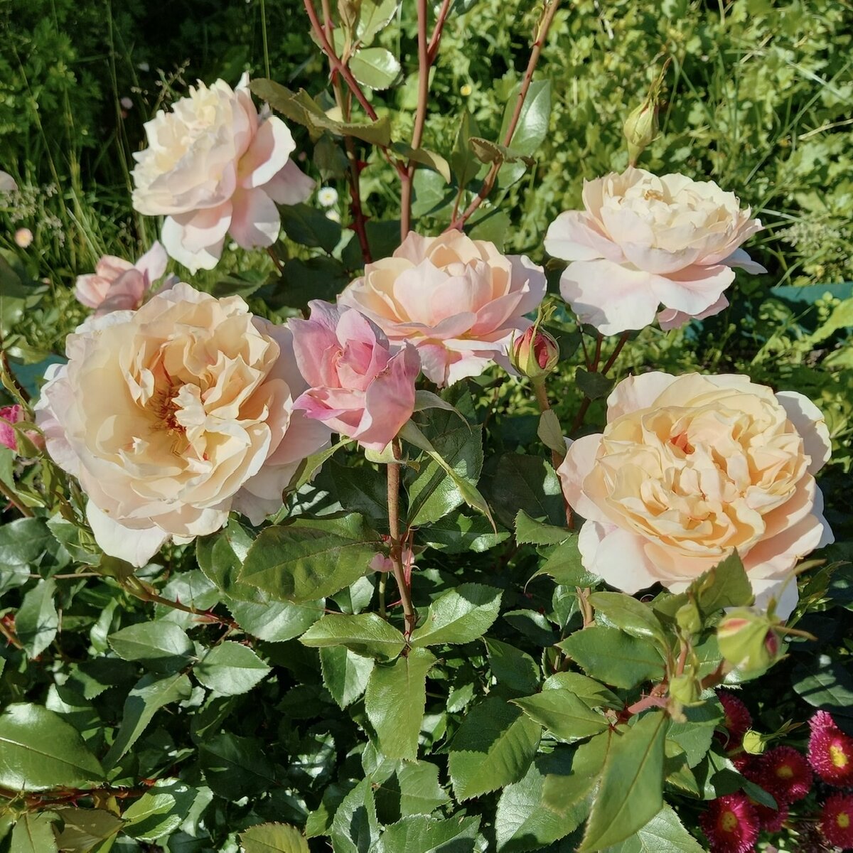 Шраб Micol Fontana.