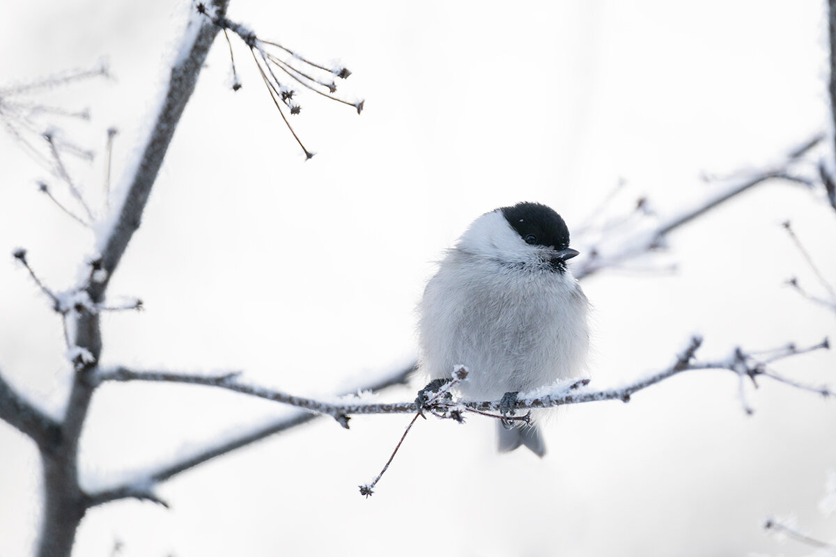 Пухляк или буроголовая гаичка