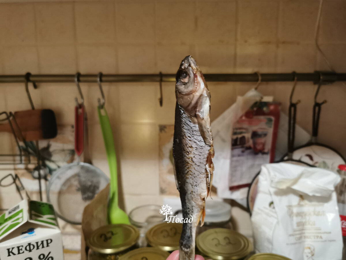 Как вялить рыбу в холодильнике