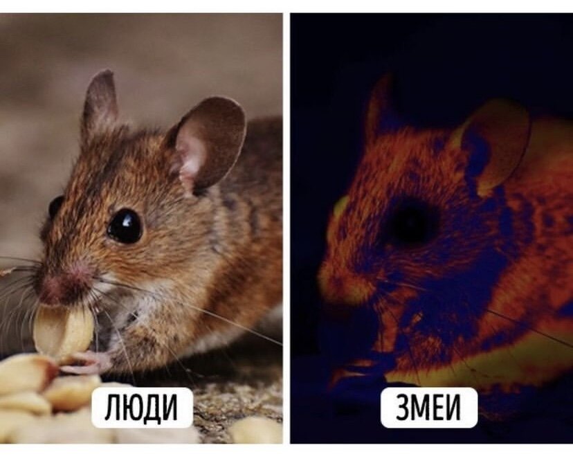 Но даже у тех и других глаза имеют сложное строение. Когда мы смотрим на мир глазами человека, наши зрачки двигаются, чтобы приспособиться к яркости света. А если смотреть на мир животными, зрачков у них не бывает.
