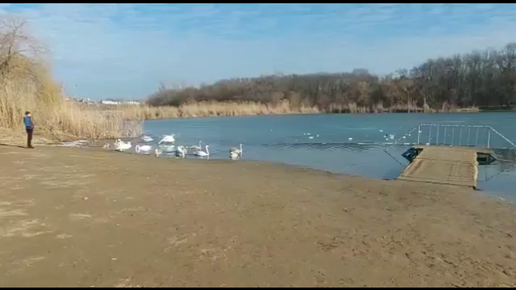 Лебеди на водоёме в Тбилисском районе Краснодарского края