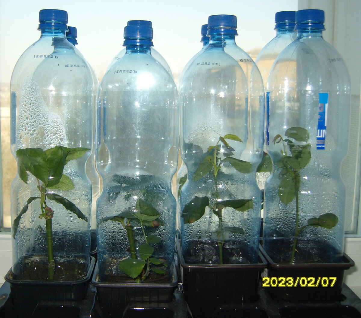 Зимующие в квартире черенки роз по состоянию на 7 февраля