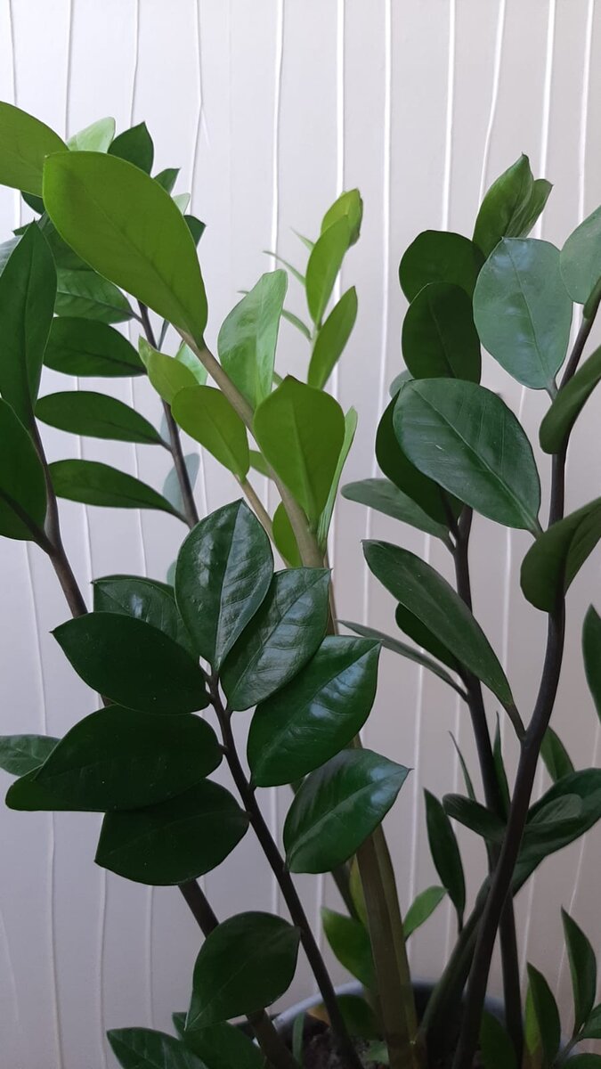 Вот так бодро входим в весну с новыми сочными молодыми побегами