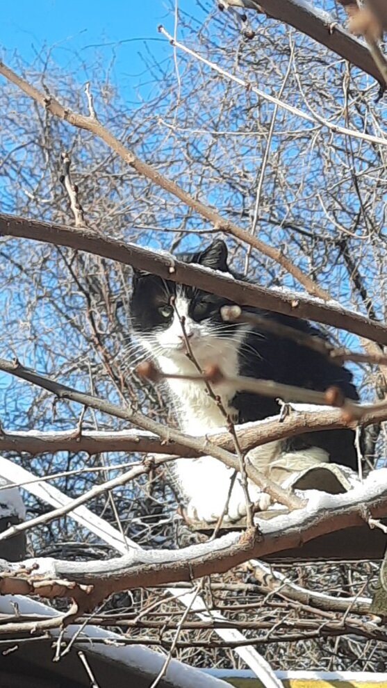 Все шесть лет я очень  волнуюсь за неё. И когда собаки гавкают ночью на улице , звуки , проезжали машин заставляют меня переживать , да и мыши , когда Вишенька таскает домой через окно на кухню. Но кошечке восьмой год. Шесть она живёт.с нами.Перебралась от соседей. Там два года она жила во дворе и " сердобольная " бабушка топила её деток.