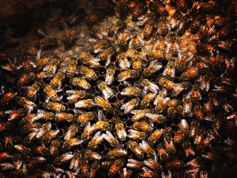 Рой гигантских пчёл может состоять из 100.000 особей! Очень злых и вспыльчивых особей!