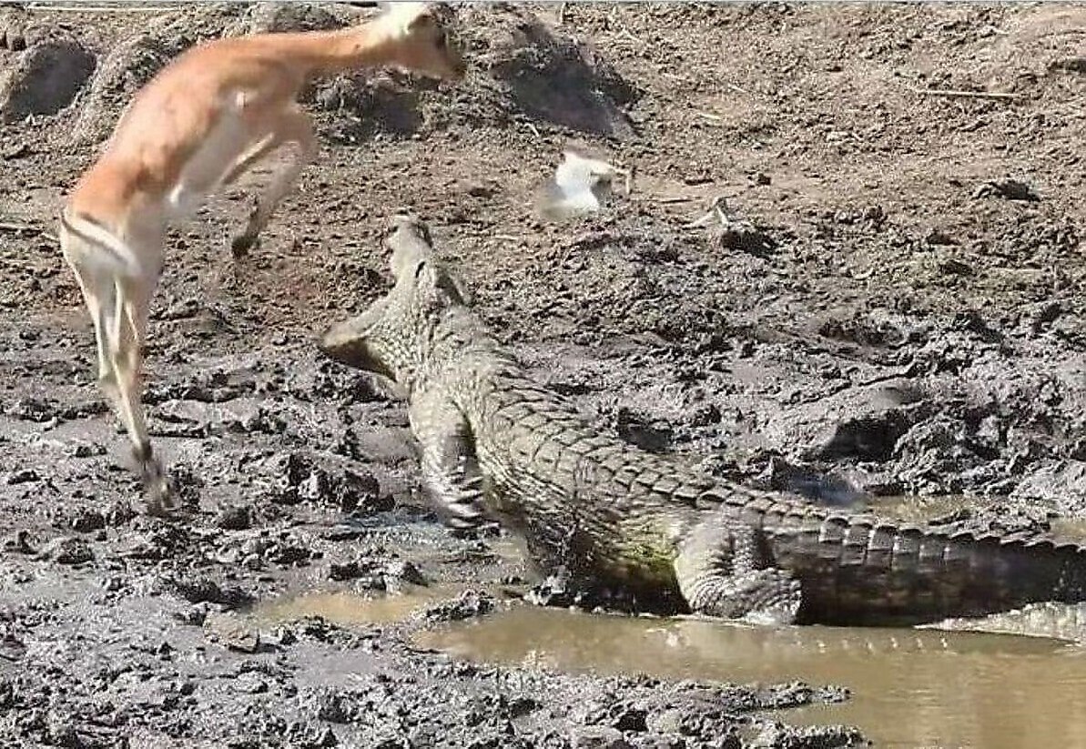 Источник National Geographic