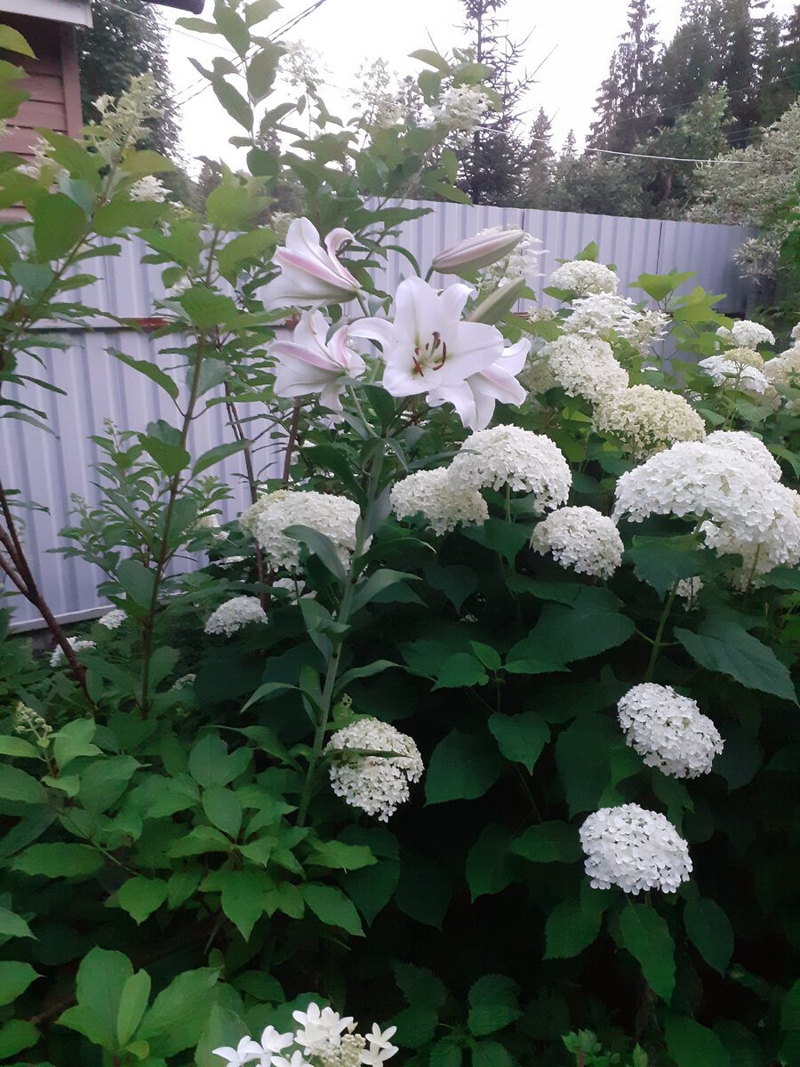 ОТ-гибрид Saronno в моем саду