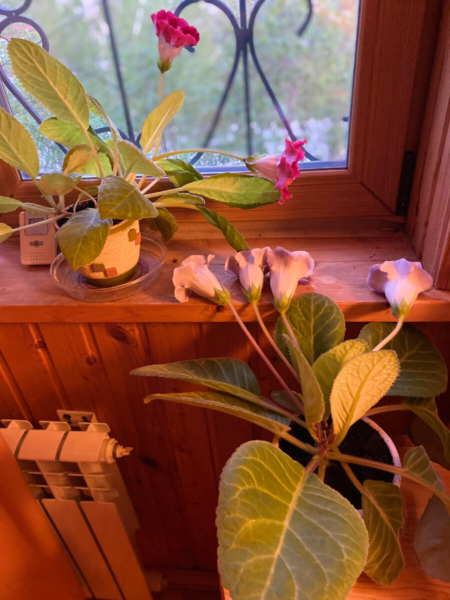 Вот такие листья-лопухи были в конце цветения глоксинии.