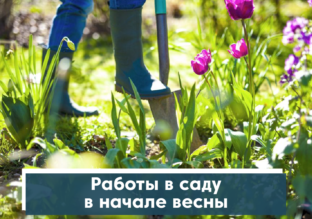 Работы в саду в начале весны