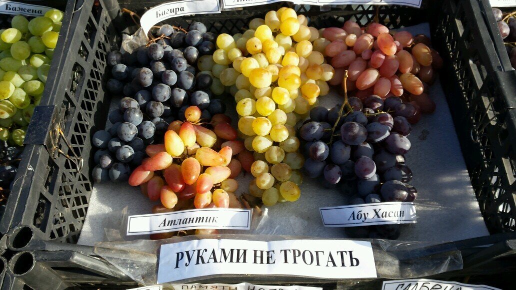 Картинки с выставки растений.