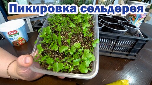 Пикировка сельдерея