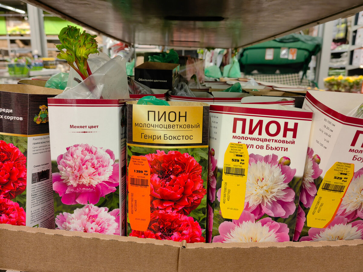 Пион уже отросток дал