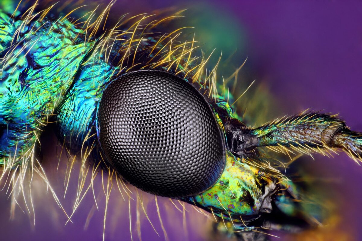 How do insects see in the dark?