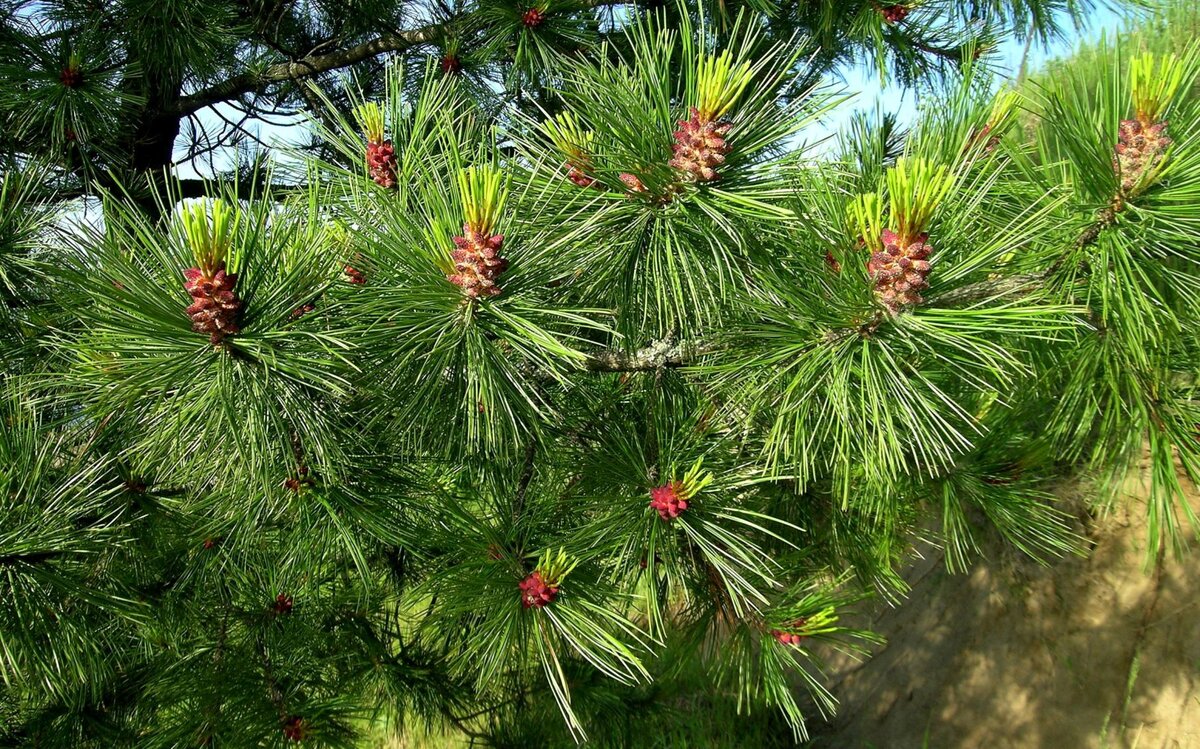 Фотография кедра. Сосна Кедровая Сибирская, или кедр Сибирский (Pinus sibirica du Tour). Крона кедра. Дерево кедр Иркутск. Сосна Кедровая Сибирская - Pinus sibirica du Tour. Плоды и семена.