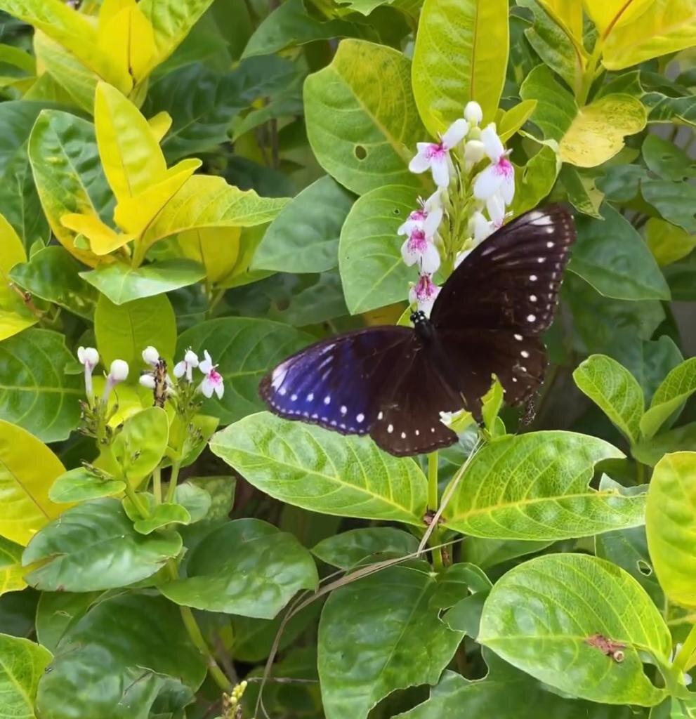 Считается, что бабочки произошли от мотыльков, которые являются их ближайшими родственниками. Фото Е. Фуд.