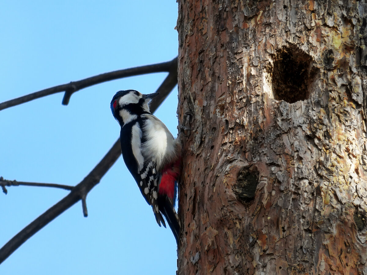 Наблюдение за птицами (birdwatching). Пёстрый дятел. | ValesTVcool - канал  о природе | Дзен