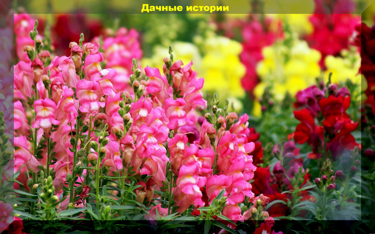 Antirrhinum Snaptastic Pink