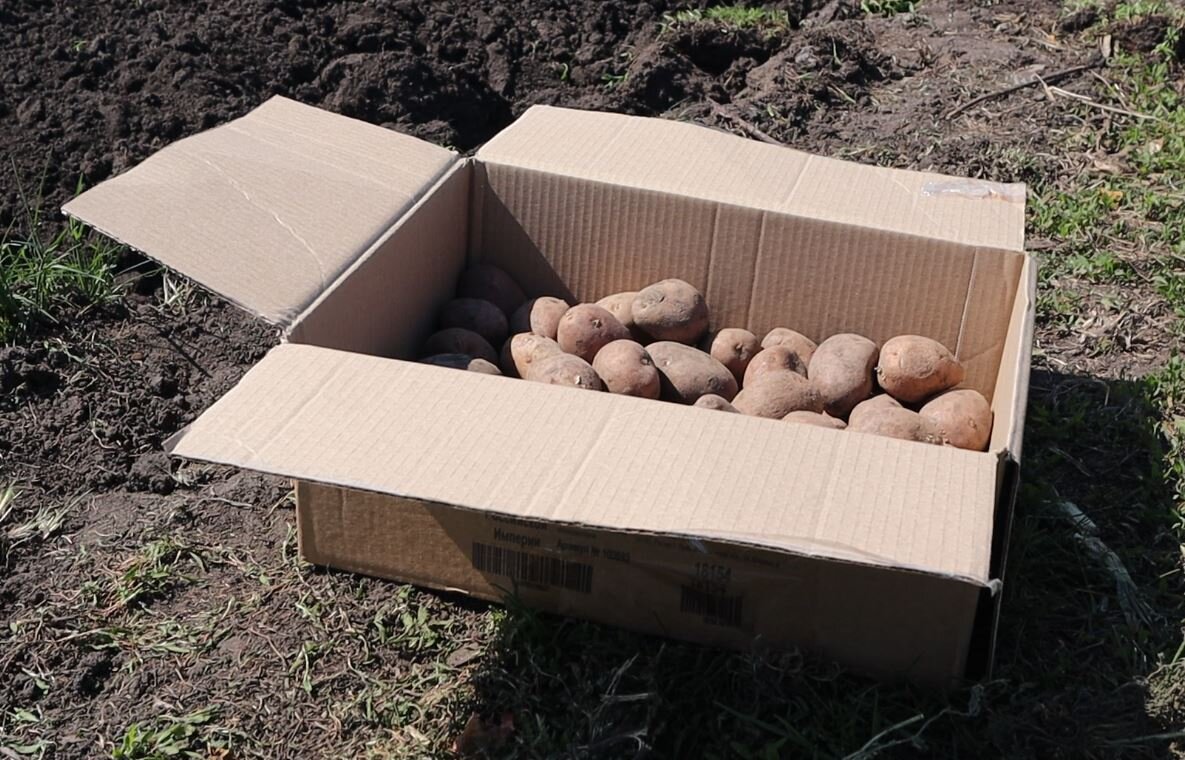 Картошка перед посадкой.
