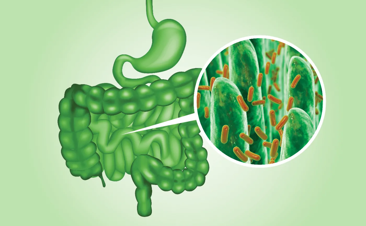 Чем помочь кишечнику. Микрофлора ЖКТ.