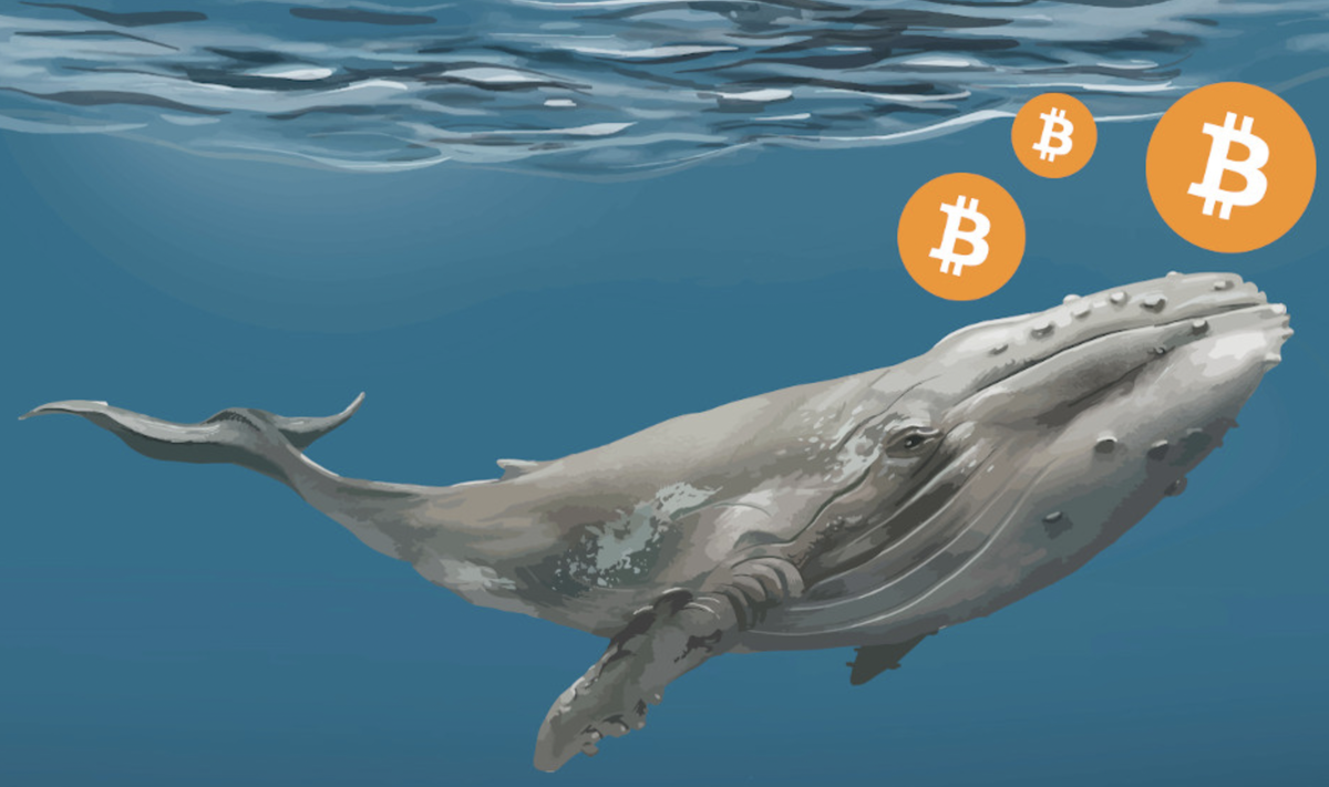 Crypto whale в хомяке. Крипто кит. Кит BTC. Китайский кит. Киты в криптовалюте