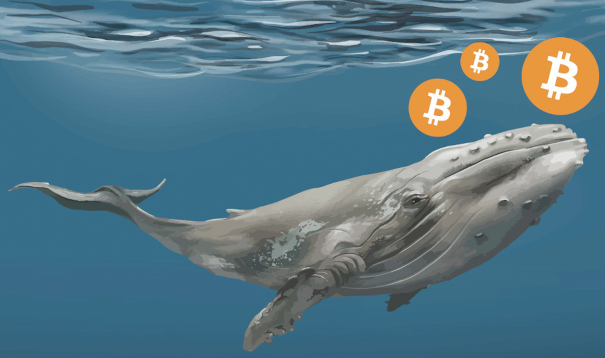 Crypto whale в хомяке. Крипто кит. Кит BTC. Китайский кит. Киты в криптовалюте.