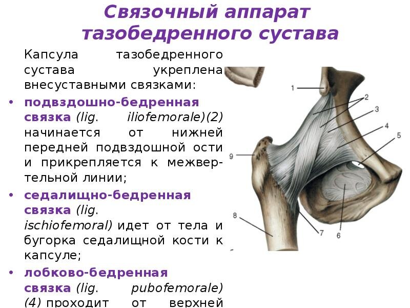 Тазобедренная связка