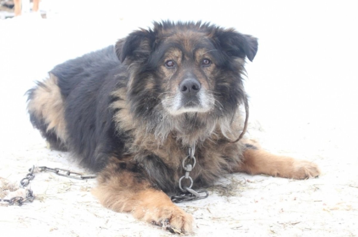    Зоозащитница предложила вариант решения проблемы бродячих собак в Дно