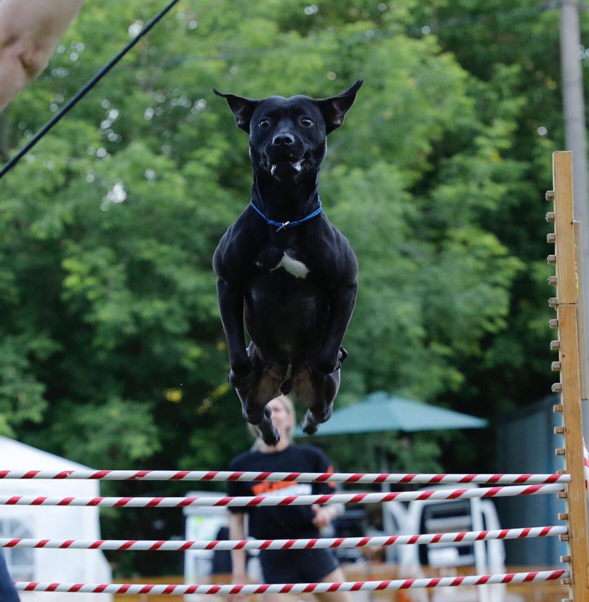 Жизнь с питбулем. Что нужно знать про эту породу ? | DOGSENERGYM - спортзал  для собак, тренировки для собак, кинолог. СПБ | Дзен