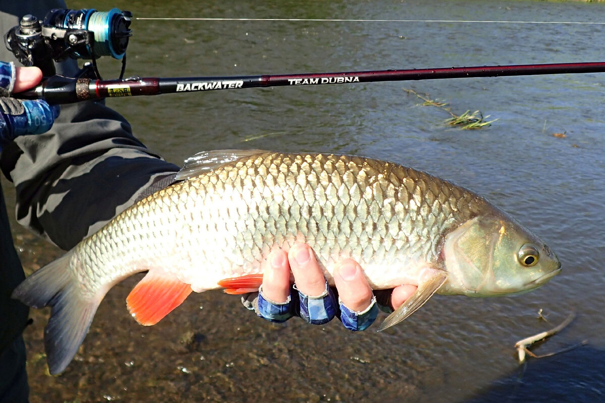 Голавль, пойманный с помощью спиннинга Team Dubna Backwater 762L. Автор фото: Разинов Артем