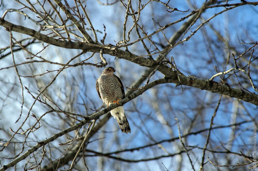 1. Ястреб-перепелятник © NickFW.ru — 20.03.2021г.