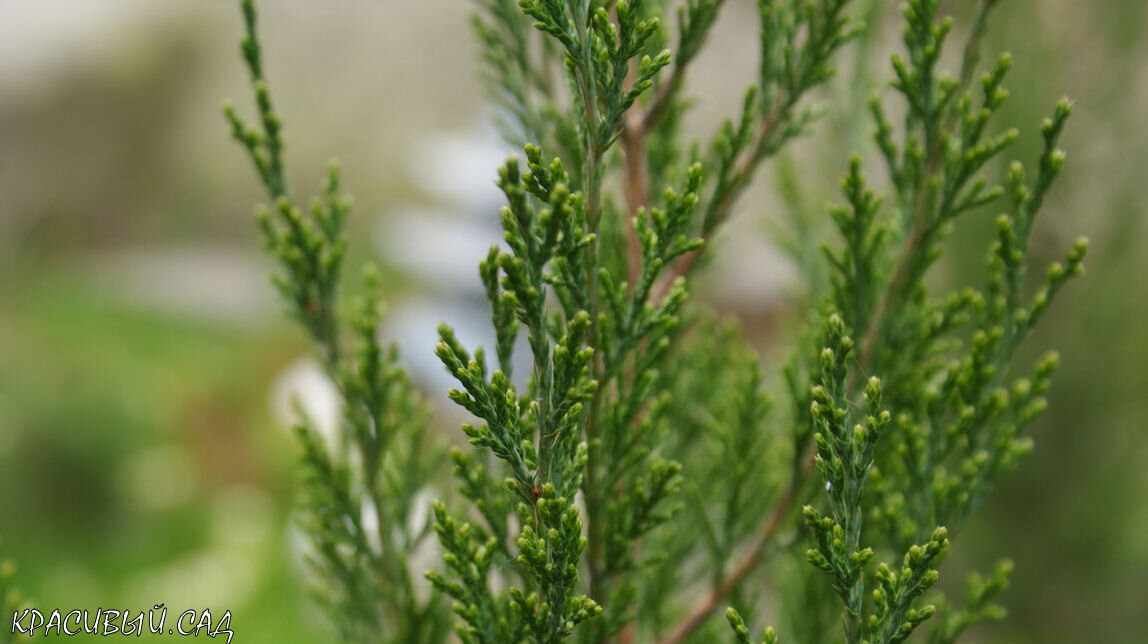В моём саду много хвойных. На фото можжевельнки Спартан